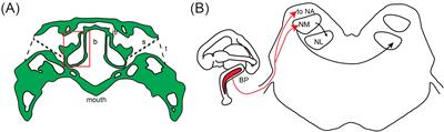 Sound localization circuits in reptiles